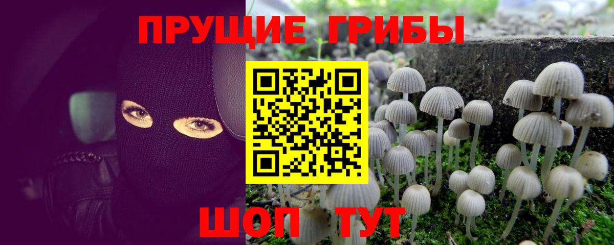 Псилоцибиновые грибы прущие грибы Курган